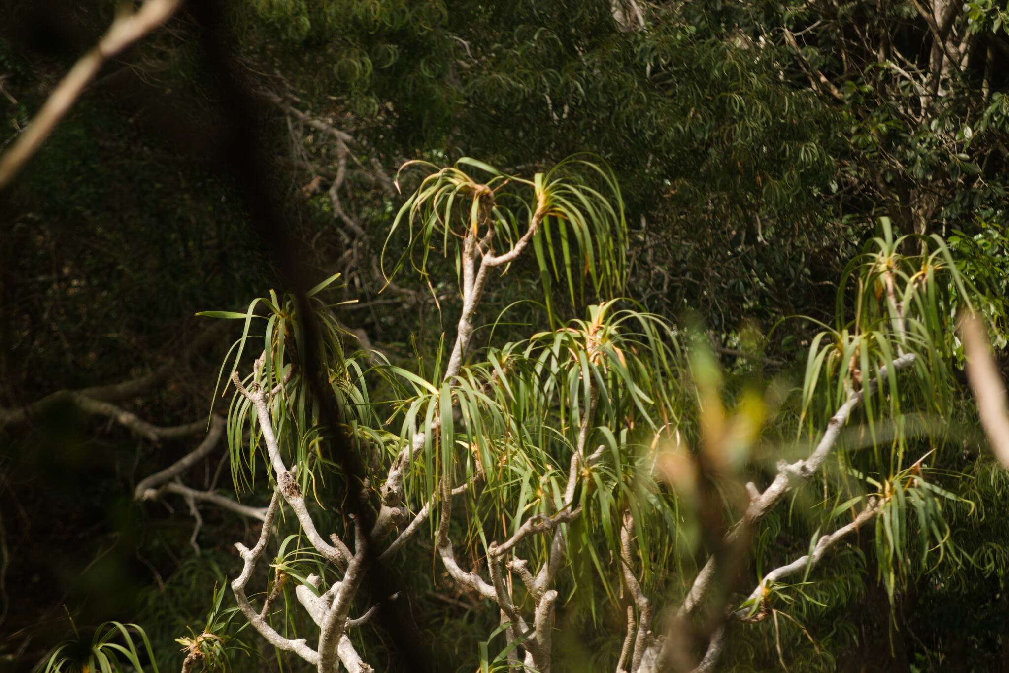 Dracaena halemanuensis