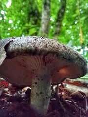 Lactarius pyrogalus