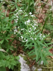Galium intermedium