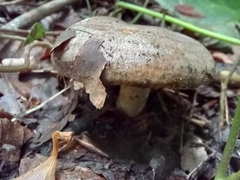 Lactarius pyrogalus