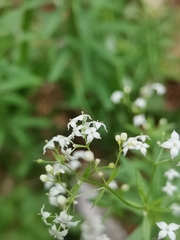 Galium intermedium