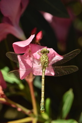Onychogomphus forcipatus