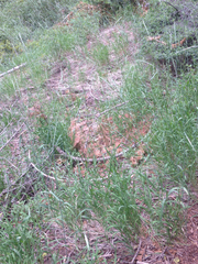 Elymus glaucus