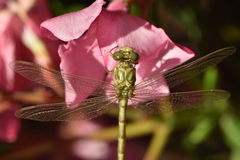 Onychogomphus forcipatus