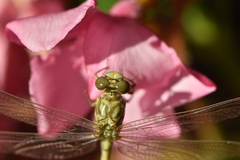 Onychogomphus forcipatus