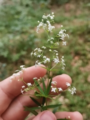 Galium intermedium