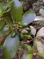 Corynocarpus laevigatus