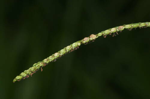 Paspalum mandiocanum observed 2022-07-05