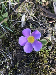 Oxalis purpurea