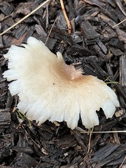 Omphalotus nidiformis