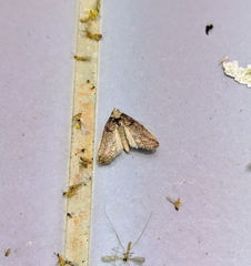 Stictopterinae