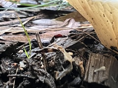Omphalotus nidiformis