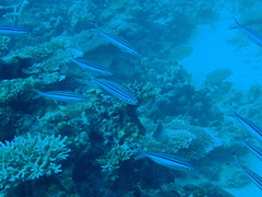 Pterocaesio trilineata
