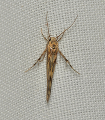 Stathmopoda cyanopla