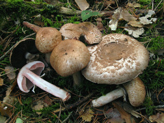 Agaricus langei