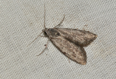 Nola pleurosema