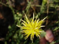 Klasea cerinthifolia
