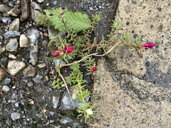 Portulaca grandiflora