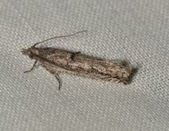 Hermenias rivulifera