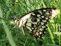 Papilio demoleus