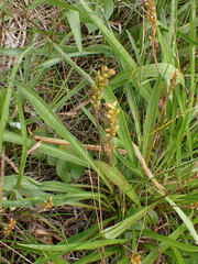 Plantago macrocarpa