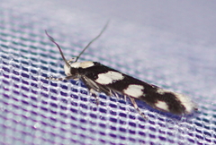 Pseudotelphusa tessella