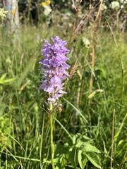 Dactylorhiza maculata maculata