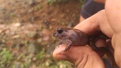 Sphaerotheca dobsonii