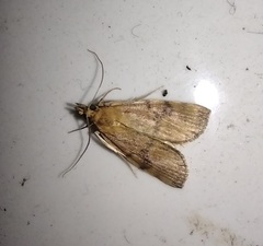 Orthomecyna chrysophanes