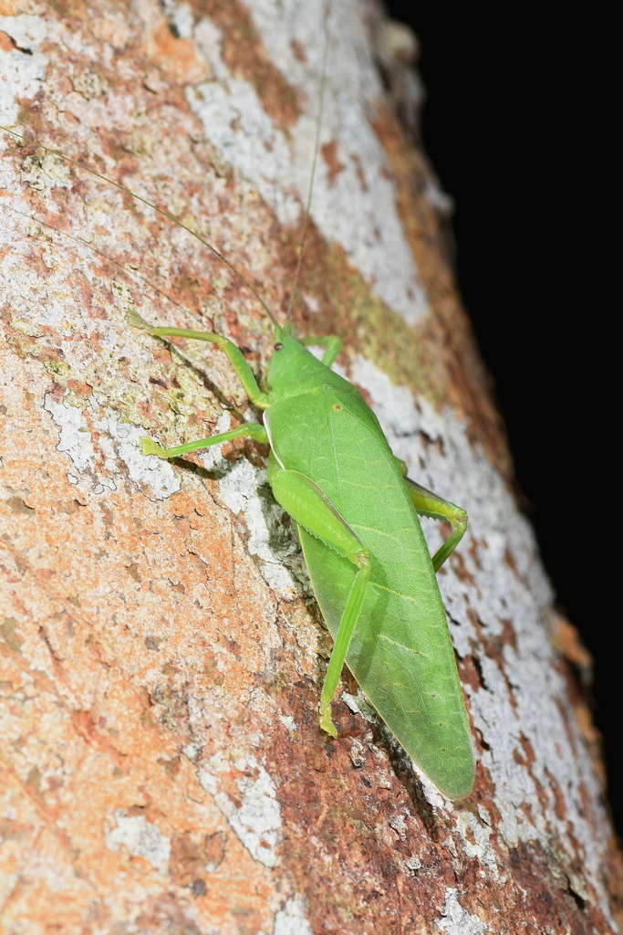 Phyllomimus klapperichi in July 2022 by 桃子 · iNaturalist