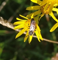 Hylaeus communis