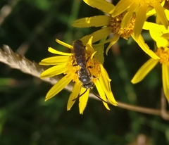 Hylaeus communis