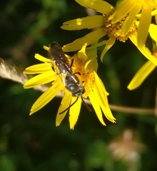 Hylaeus communis