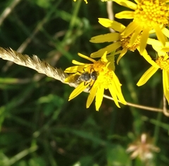 Hylaeus communis