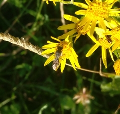 Hylaeus communis