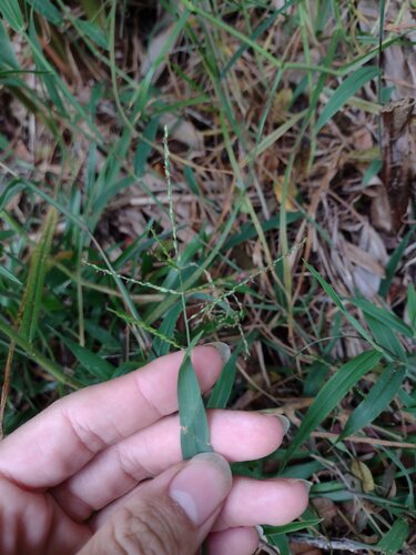 Digitaria abyssinica observed 2022-07-06
