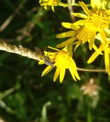 Hylaeus communis