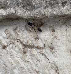 Sceliphron spirifex