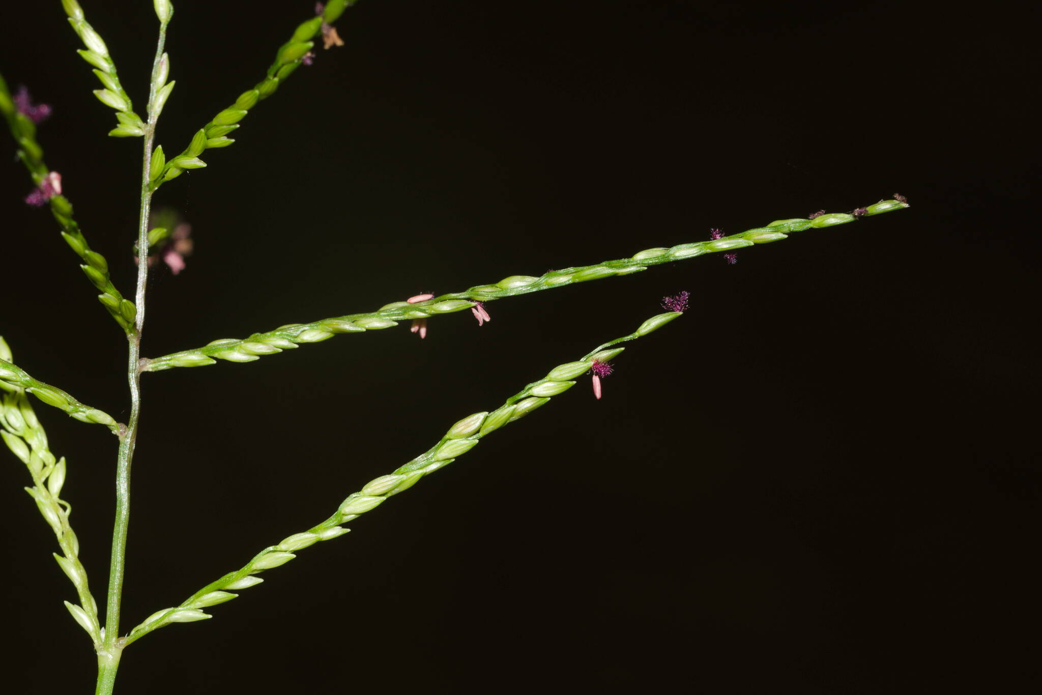 Digitaria abyssinica