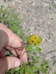 Eriogonum ternatum