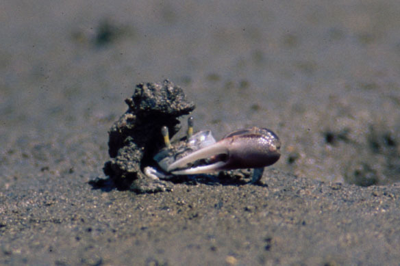 Male Fiddler Crabs Use Vibrations To Lure Females Into Burrows