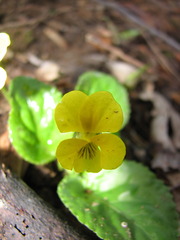 Viola hastata
