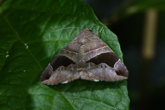 Bastilla joviana