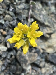 Physaria alpestris