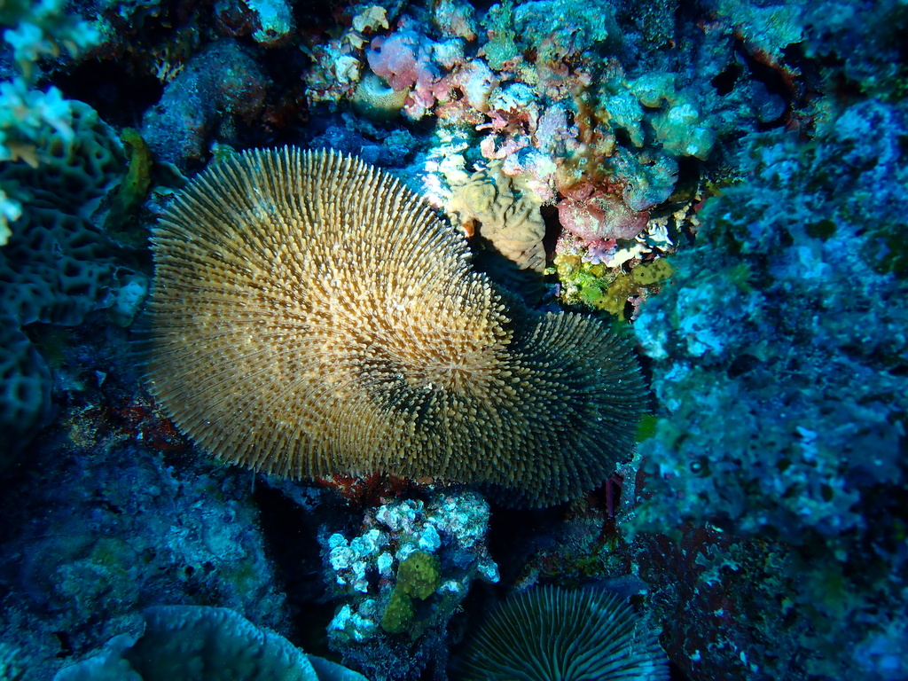 Zoopilus echinatus