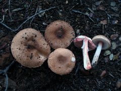 Agaricus langei