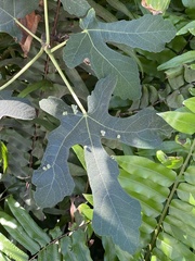 Arthropoda