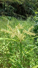Cyperus pilosus