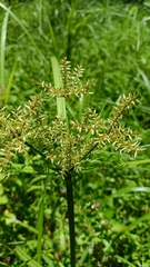 Cyperus pilosus
