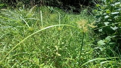Cyperus pilosus